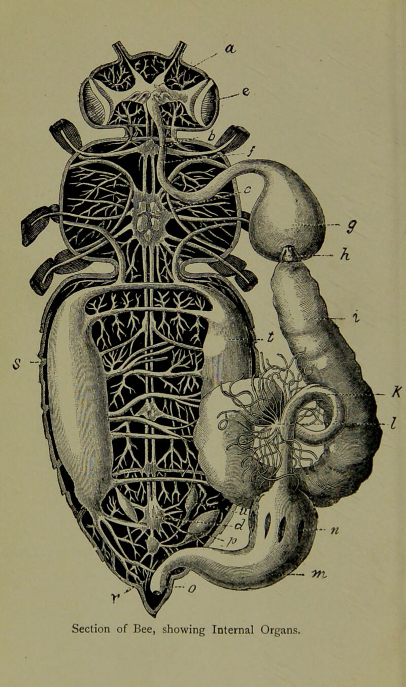 Honey Bee Digestive System Diagram